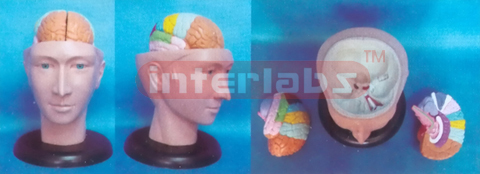 DELUXE HEAD MODEL WITH COLOUR SEPARATIONAL BRAIN (3PCS)